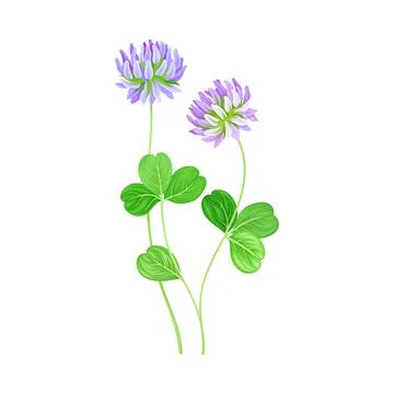 Clover Flower Head on Stem or Stalk as Meadow or Field Plant Vector Illustration Ilustración de archivo
