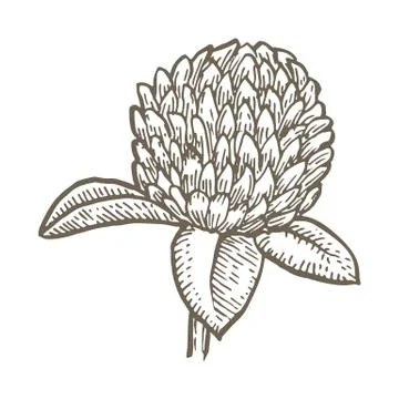 Clover flower isolated on white background. Simple botanical illustrations set Stock Illustration