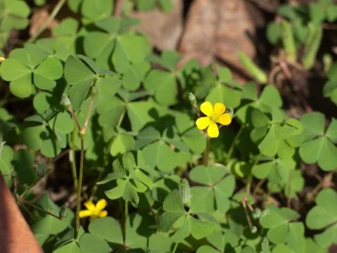 Clover flower Stock Photos
