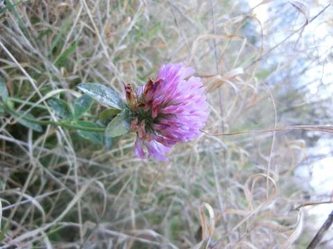 Clover flower Stock Photos