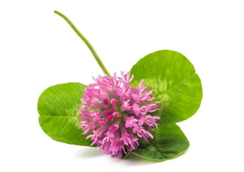 Clover flower Stock Photos