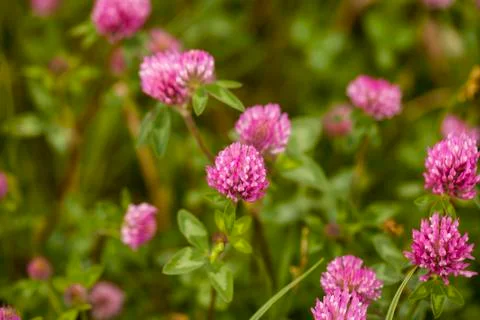 Clover flower Stock Photos