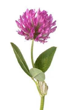 Clover flower Stock-Fotos