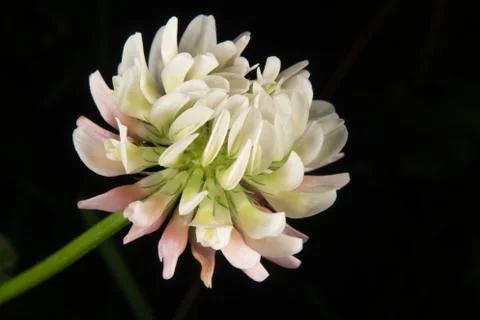 Clover flower Foto stock