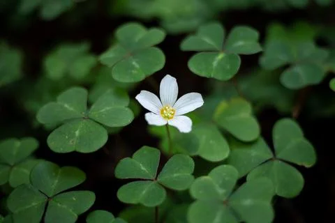Clover Flower Stock Photos