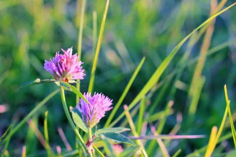 The clover flower in the sun rays Stock Photos