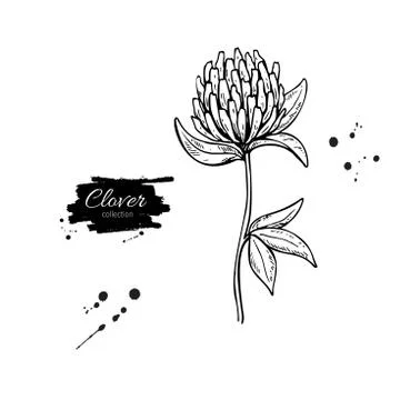 Clover flower vector drawing set. Isolated wild plant and leaves. Herbal en.. Illustrazione stock