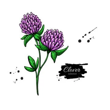 Clover flower vector drawing set. Isolated wild plant and leaves. Herbal en.. Stock Illustration