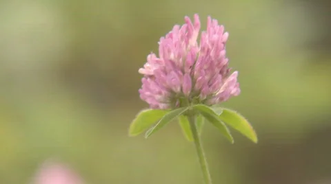 Clover flower1 Video stock 110532