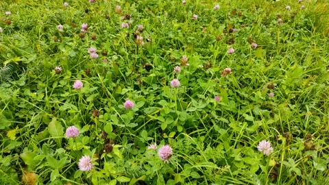 Clover flowers (1) Stock Footage 301930020