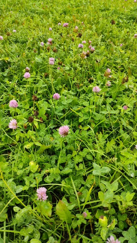 Clover flowers (2) Stock Footage 301930021