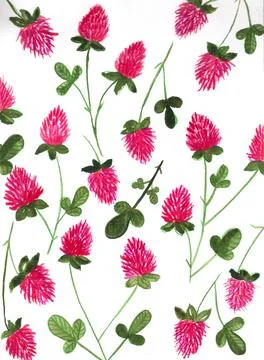 Clover flowers and leaves pattern hand drawn with watercolor and pencils Stock Illustration
