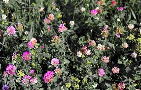 Clover flowers bloom in meadow. Pattern of floral sunlight across pastoral Stock Photos