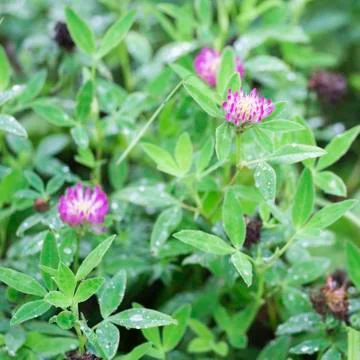 Clover flowers close-up in dew drops on the background of green leaves of pla Stock Photos
