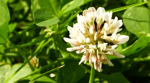 Clover flowers close up. Stock Footage 51434097