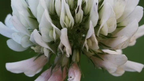 Clover flowers close up Stock Footage 105581995