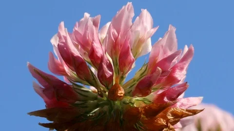 Clover flowers close up Stock Footage 105582007