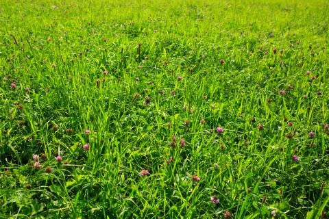 Clover flowers field background. Stock Photos