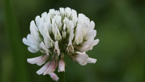 Clover flowers field Stock Footage 104951842