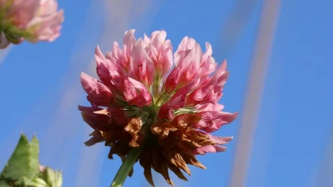 Clover flowers field Stock Footage 104952081