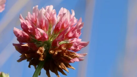 Clover flowers field Stock Footage 104952197