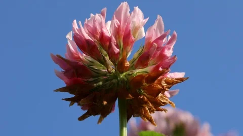 Clover flowers field Stock Footage 104953012