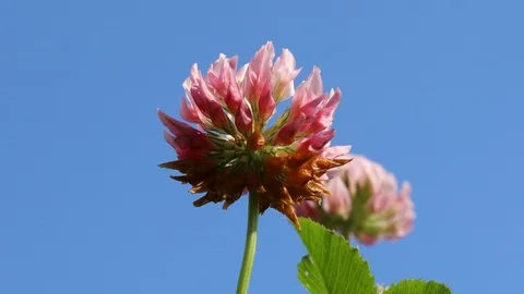 Clover flowers field Stock Footage 104953712
