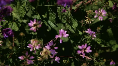 Clover flowers Stock Footage 42422524