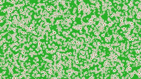 Clover flowers motion graphics with green screen background Stock Footage 154209105