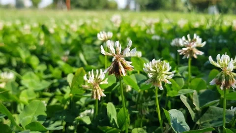 Clover flowers in the park Stock Footage 277710356