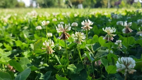 Clover flowers in the park Stock Footage 277710392