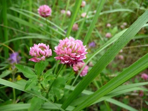 Clover flowers Foto stock