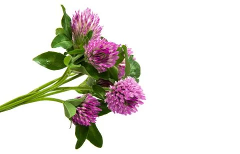 Clover flowers Stock Photos