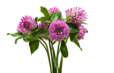 Clover flowers Stock Photos