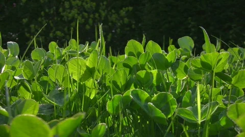 Clover Stock Footage 416036