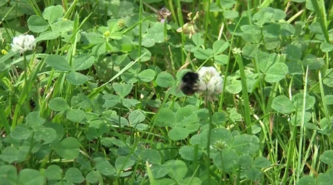 Clover Stock Footage 7764112
