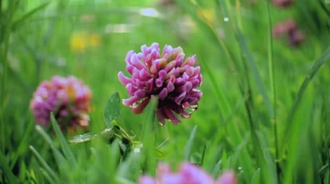 Clover Stock Footage 7968484