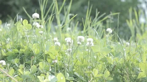 Clover Video stock 11131312