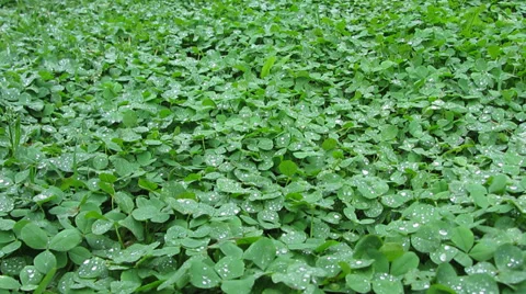 Clover Stock-Footage 29319057