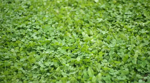 Clover Video stock 29679188