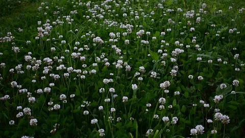 Clover Stock Footage 112918818