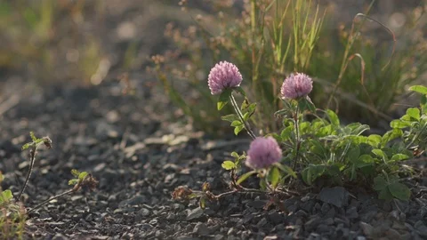 Clover Stock Footage 117832242