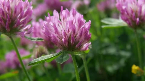 Clover Stock Footage 168187324