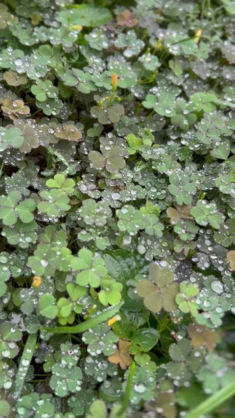 Clover Stock Footage 285660846