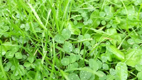 Clover Stock Footage 301875425