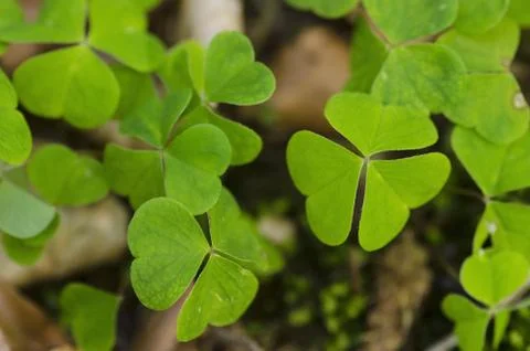 Clover on the forest floor Stock Photos