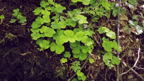 Clover in the forest Stock Footage 131097321