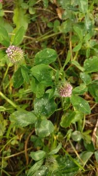 Clover in the forest Stock Photos