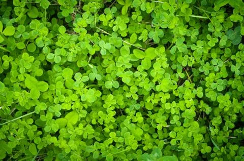 Clover in the forest. Stock Photos