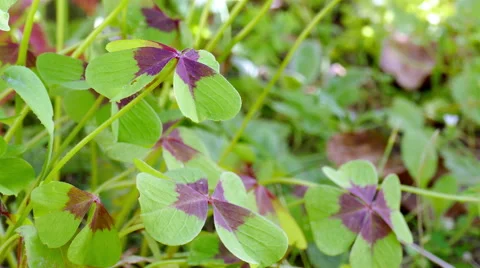 Clover with four leaves Stock Footage 55510613